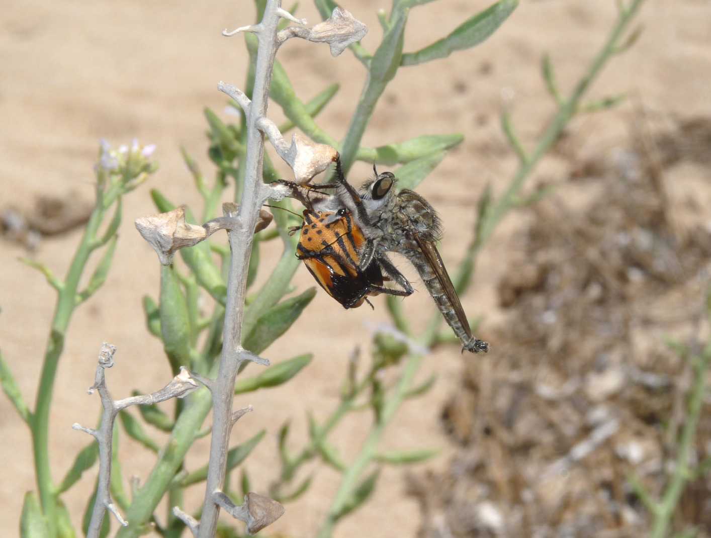 Moschine opportuniste - Milichiidae, Desmometopa sp.